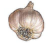 garlic-100x86