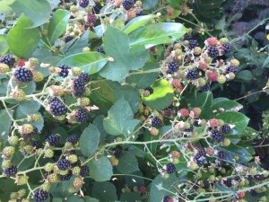 blackberries on the vine